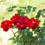 Parcul Municipal Roman 4413