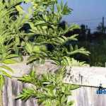 Catalin Jeleriu masina vandalizata Cotu Vames 3938