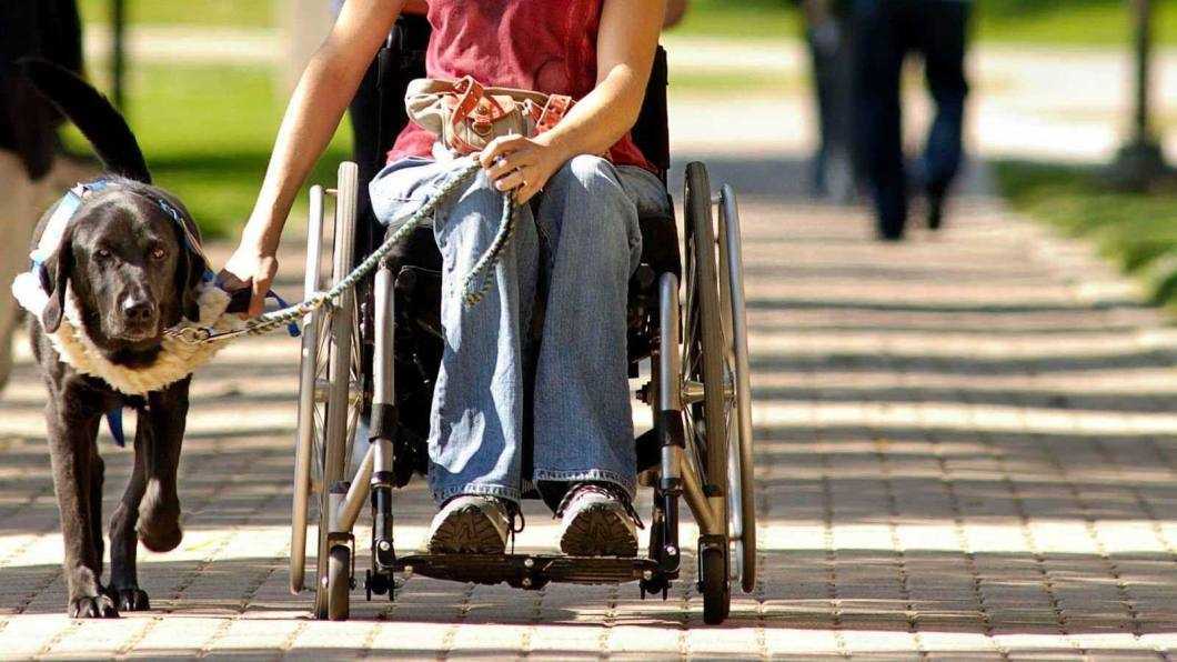 handicap scaun caine