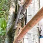 punte Cotu Vames 4521