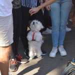 Mușatinii i-au convins pe romașcani să facă mișcare 34 Kult Fest 2 Romanul se misca bine 0812