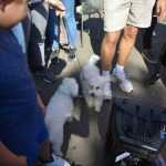 Mușatinii i-au convins pe romașcani să facă mișcare 39 Kult Fest 2 Romanul se misca bine 0829