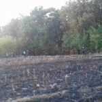 incendiu vegetatie 2