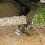 accident traian 4846