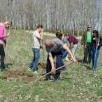 Ocolul Silvic Roman plantare copaci la Ion Creanga 2864