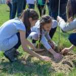 Ocolul Silvic Roman plantare copaci la Ion Creanga 2878