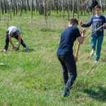 Ocolul Silvic Roman plantare copaci la Ion Creanga 2888