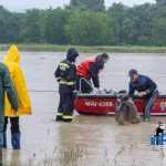 recuperare oi capre siret pompieri isu 7547