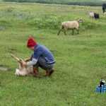 recuperare oi capre siret pompieri isu 7592