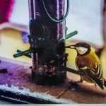 Iarna pițigoilor - expoziție foto inedită cu pițigoi „romașcani” 4 expozitie pitigoi Gabriel Alin Iosub 102228