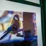 Iarna pițigoilor - expoziție foto inedită cu pițigoi „romașcani” 5 expozitie pitigoi Gabriel Alin Iosub 102308