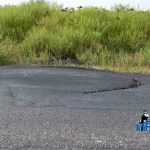 ocolitoarea Roman Est carpita 1991