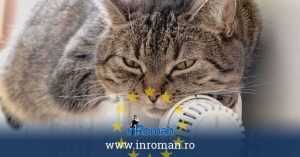 pisica pe calorifer eu logo