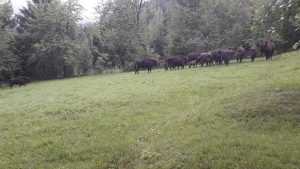 zimbri Parc Natural Vantari Neamt