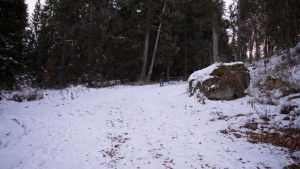 cropped iarna zapada padure munte