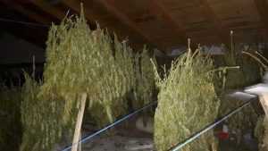 DIICOT cannabis Andrei Vlad Maties10