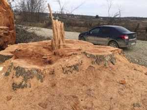 arbori seculari taiati ilegal Gadinti 2