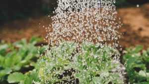 apa irigatie stropitoare