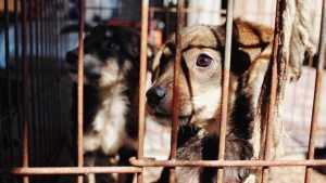 caine cusca unsplash